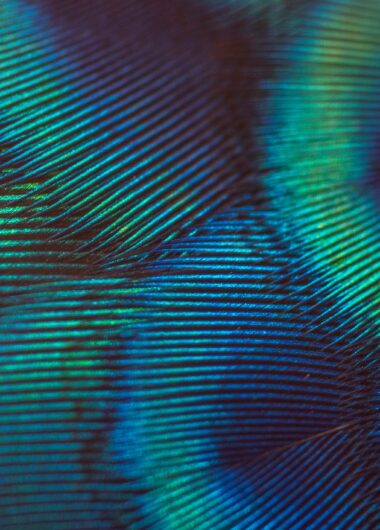 Showcasing your research to advance your career