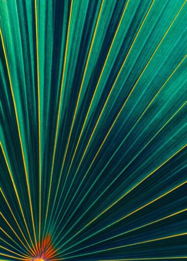 What’s new with Web of Science APIs 